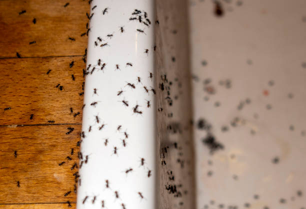 Best Wildlife Control Services  in Broomfield, CO