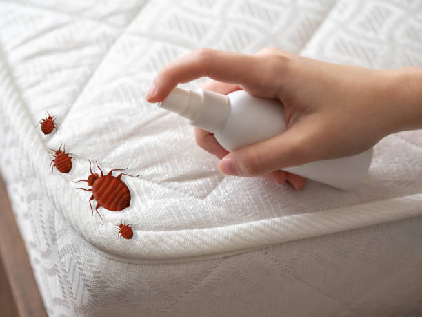 Reliable Broomfield, CO Pest Control Solutions