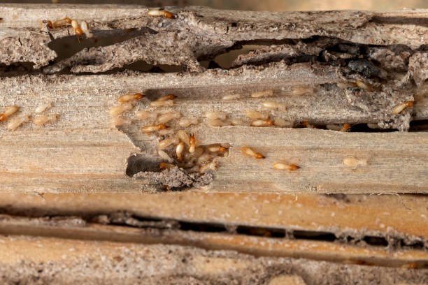 Best Rodent Control Near Me  in Broomfield, CO